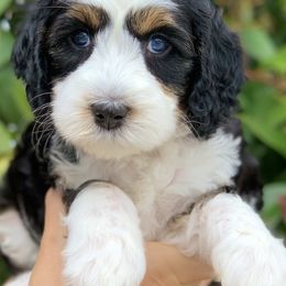 Bernedoodle and Goldendoodle Puppies from Farmer Doodles