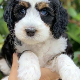 Bernedoodle and Goldendoodle Puppies from Farmer Doodles