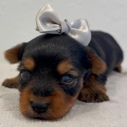 Patriot - Black and tan male Yorkshire Terrier puppy in Los Angeles, California from 818 Yorkies