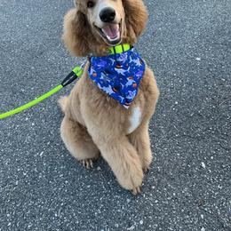 Poodle All Grown Up from Knight’s Standard Poodles