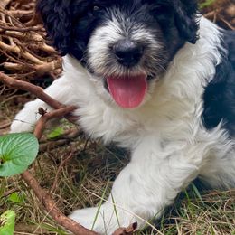 Aussiedoodle Puppies from Dogwood Family Doodles