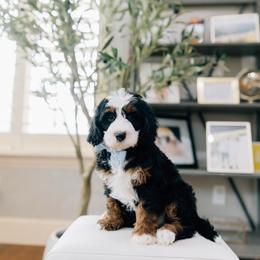 Reef - Tri-color male Bernedoodle puppy in Murray, Utah from Sun Valley Doodles