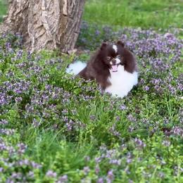 Fudge - Pomeranian