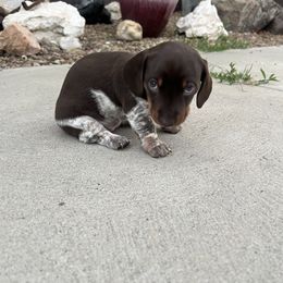 Dachshund Puppies from Penny Huxtable