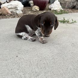 Dachshund Puppies from Penny Huxtable