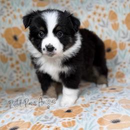 Dimples - Black tri male Toy Australian Shepherd puppy in Liberty Hill, Texas from Pistol Paws Aussies