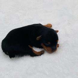 Willis-1500 - Black and tan male Yorkshire Terrier puppy in Douglas, Georgia from Heartland small breeds