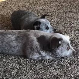 Australian Cattle Dog Puppies from Weleski Chocolate Heelers