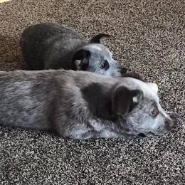 Australian Cattle Dog Puppies from Weleski Chocolate Heelers