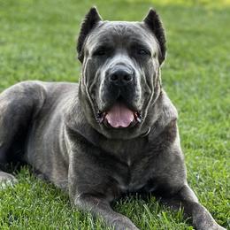 Renee - Cane Corso