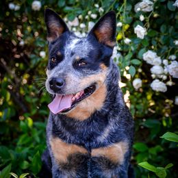 Jet - Australian Cattle Dog