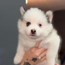 Smores - Black and white female Pomsky puppy in Spring Hill, Florida from Besties Paw Life