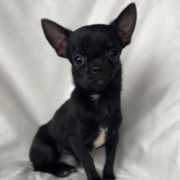 Arlo - Black male Chihuahua puppy in Michigan from Fanciful Thrills Kennel
