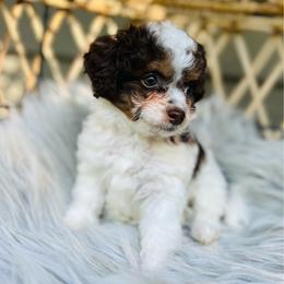 Tori - Black and silver female Havapoo puppy in Natural Bridge, Virginia from Rockbridge Puppies