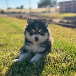Bishop - Black and white male Pomsky puppy in Mesa, Arizona from Platinum Pomskies