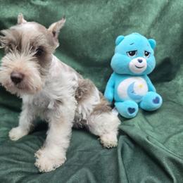 Raelyn - Parti female Miniature Schnauzer puppy in Lebanon, Missouri from Sassy's Classy Canines