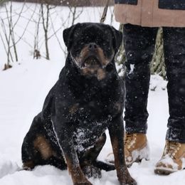 Nanuk - Rottweiler