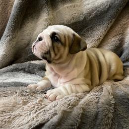 Bulldog Puppies from Semper Fi Bulldogs