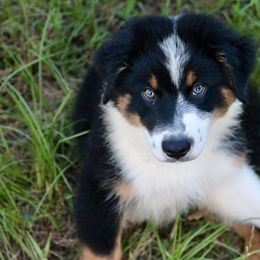 Boy 2 - Black tri-color male Australian Shepherd puppy in Eustace, Texas from PCG Farms