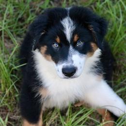 Boy 2 - Black tri-color male Australian Shepherd puppy in Eustace, Texas from PCG Farms