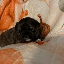 Cashew  (Cash) - Brindle male Shih Tzu puppy in Bluffton, South Carolina from Cuddly Coastal Cuties