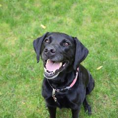 Pearl - Labrador Retriever