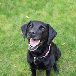 Pearl - Labrador Retriever
