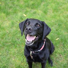 Pearl - Labrador Retriever