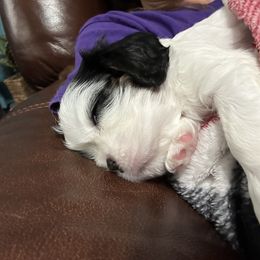 Cavalier King Charles Spaniel Puppies from Downton Cavaliers
