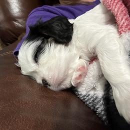 Cavalier King Charles Spaniel Puppies from Downton Cavaliers