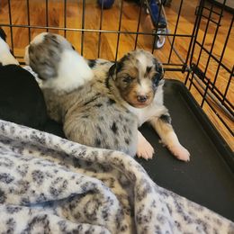 Miniature Australian Shepherd Puppies from Carter's Cuties