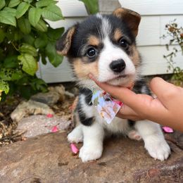Pembroke Welsh Corgi Puppies from Rocky field Corgis