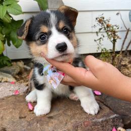 Pembroke Welsh Corgi Puppies from Rocky field Corgis