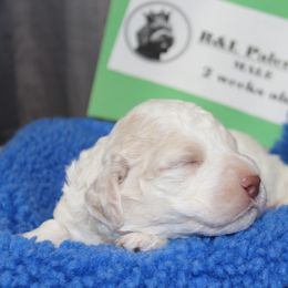 Lagotto Romagnolo Puppies from Royal and Loyal Lagotto Romagnolo