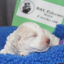 Lagotto Romagnolo Puppies from Royal and Loyal Lagotto Romagnolo