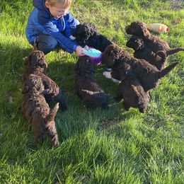 Portuguese Water Dog Puppies from Infiniti