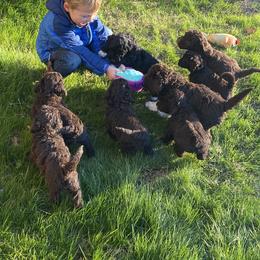 Portuguese Water Dog Puppies from Infiniti