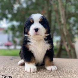 Coby - Black rust and white Bernese Mountain Dog puppy in New Haven, Indiana from Milan Berners