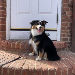Aussiedoodle and Miniature Australian Shepherd Puppies from Maple Ridge Mini Aussies