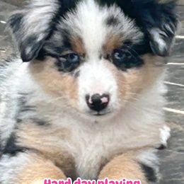 Pink - Blue merle female Miniature American Shepherd puppy in Rochester, Massachusetts from Anchored Roots Miniature American Shepherds