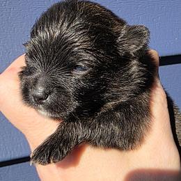 Merlin - Brindle male Pomeranian puppy in Hooksett, New Hampshire from Granite State Pomeranians