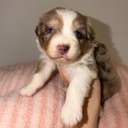 Penny - Red merle female Australian Shepherd puppy in Anniston, Alabama from All Hale Aussies