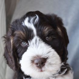 Australian Labradoodle Puppies from Frosty Hill Australian Labradoodles