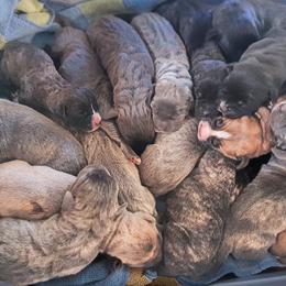 Cane Corso Puppies from Catawba Cane Corso