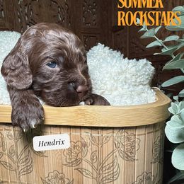 Hendrix - Brown male Cockapoo puppy in Arizona from Copper State Cockapoos