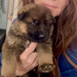 Sable male 2 of 2 - German Shepherd puppy from Cunningham German Shepherds, LLC