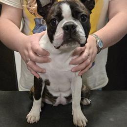 Pink Girl - Brindle and white female Boston Terrier puppy in Victoria, Texas from Quinney’s Boxers and Boston Terriers