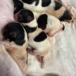Baby boy 4 - Black tan and white male Biewer Terrier puppy in Kerhonkson, New York from Arc-en-Ciel Biewers & Maltese