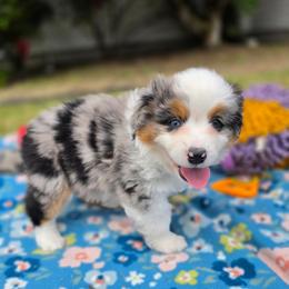 Boy 5 - male Miniature American Shepherd puppy in Kalama, Washington from Lone Pine Miniature American Shepherds