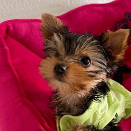 Bella - Black and tan female Yorkshire Terrier puppy in New York from Yorkies Boutique